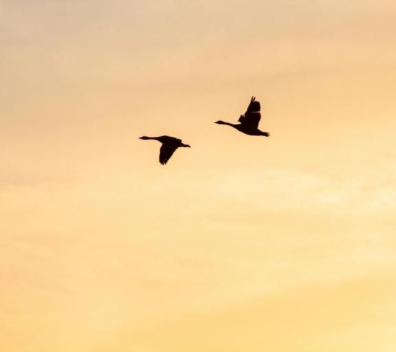 two birds in orange sky