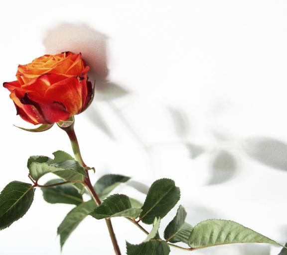red orange rose with green stem on white background