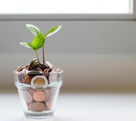 plant in money pot