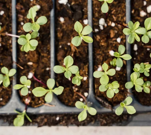 Planting starts