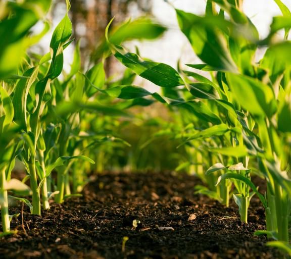 plants growing