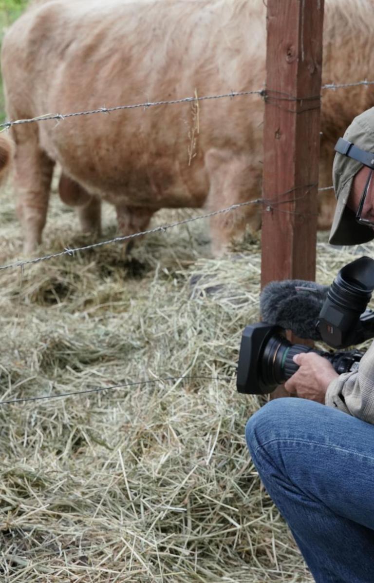 man filming a cow