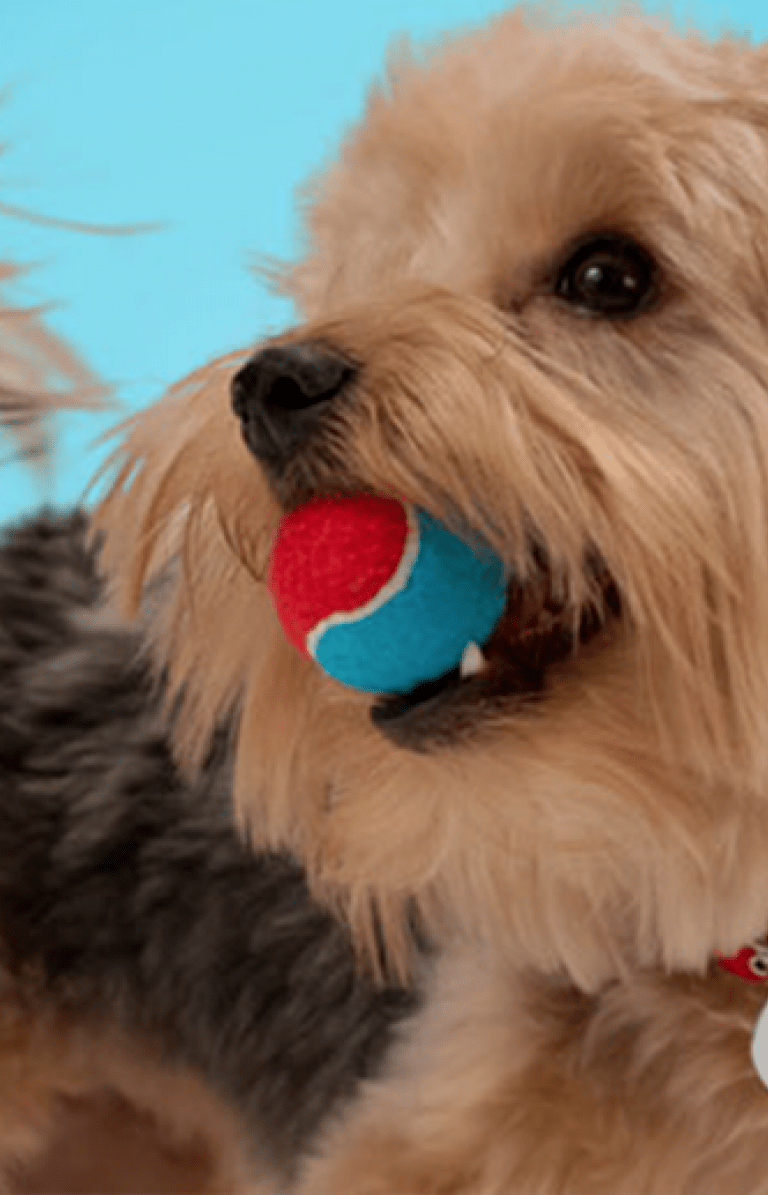 Case Study - The Banfield Foundation