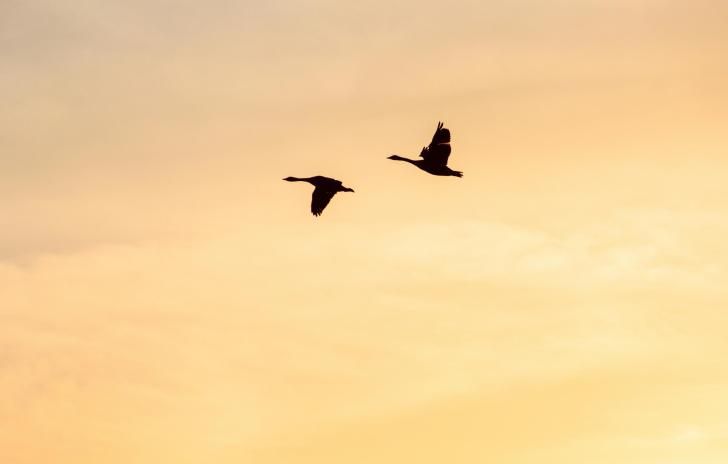 two birds in orange sky