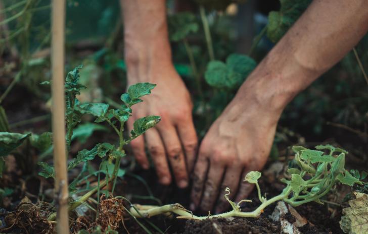 hands digging in dirt, gardening