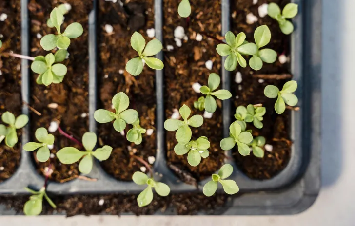 Planting starts