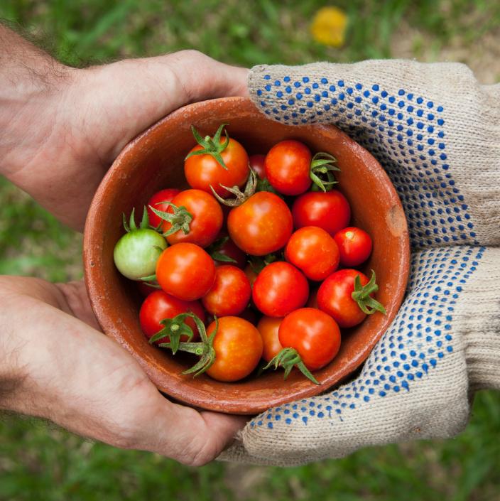 bowl of tomatoes between hands