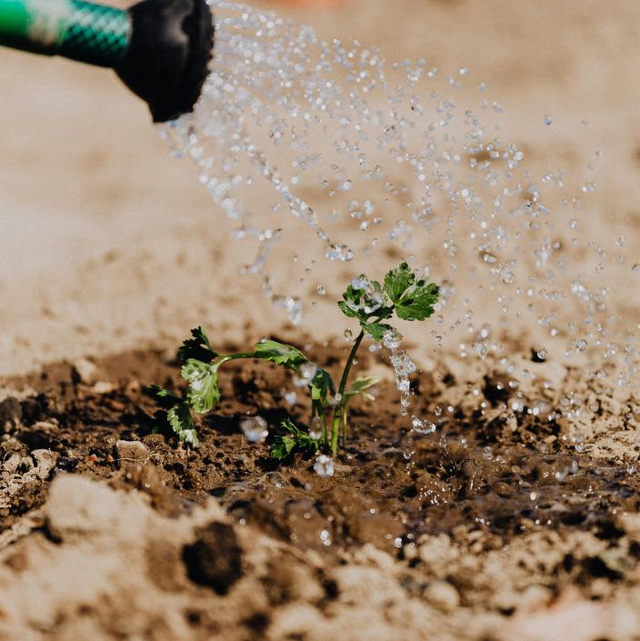 watering a plant