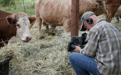 man filming a cow