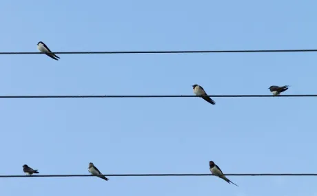 Birds on Wire