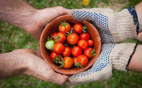 two people's hands holding bowl of tomatoes