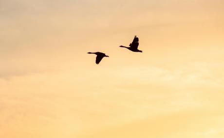 two birds in orange sky