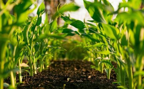 plants growing