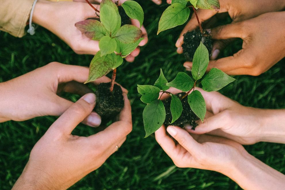 people holding leaves